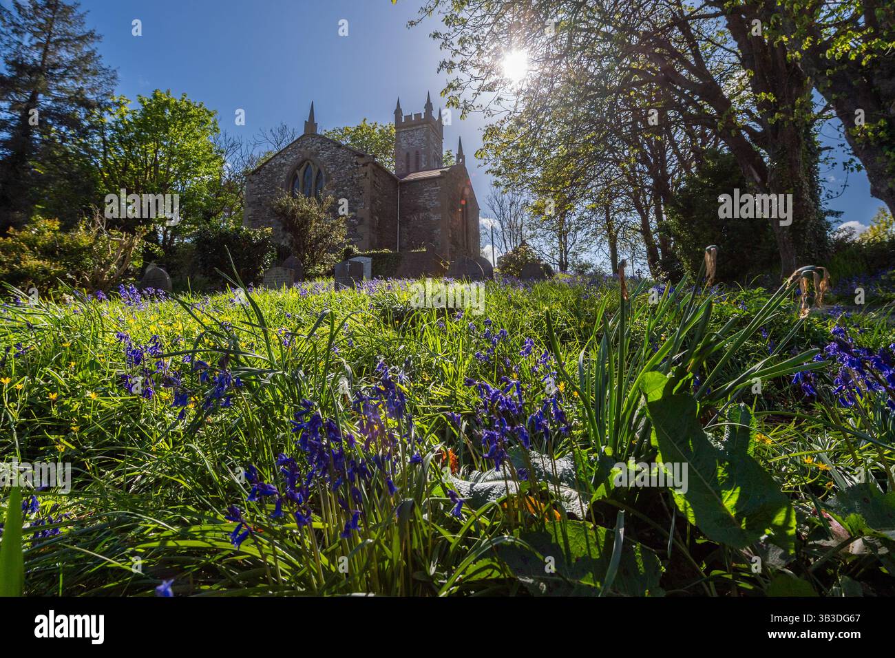 Météo irlandaise : le soleil brille sur un tapis de Bluebells à Myross Church, Union Hall, West Cork, Irlande. Banque D'Images