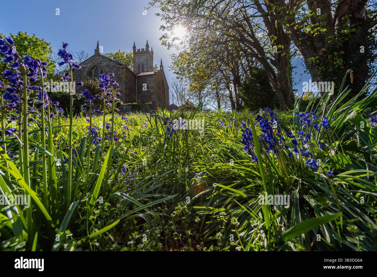 Météo irlandaise : le soleil brille sur un tapis de Bluebells à Myross Church, Union Hall, West Cork, Irlande. Banque D'Images
