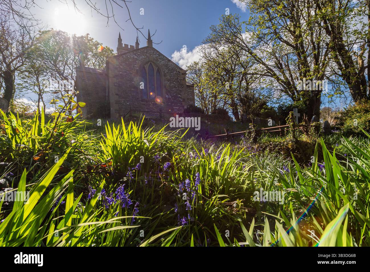 Météo irlandaise : le soleil brille sur un tapis de Bluebells à Myross Church, Union Hall, West Cork, Irlande. Banque D'Images