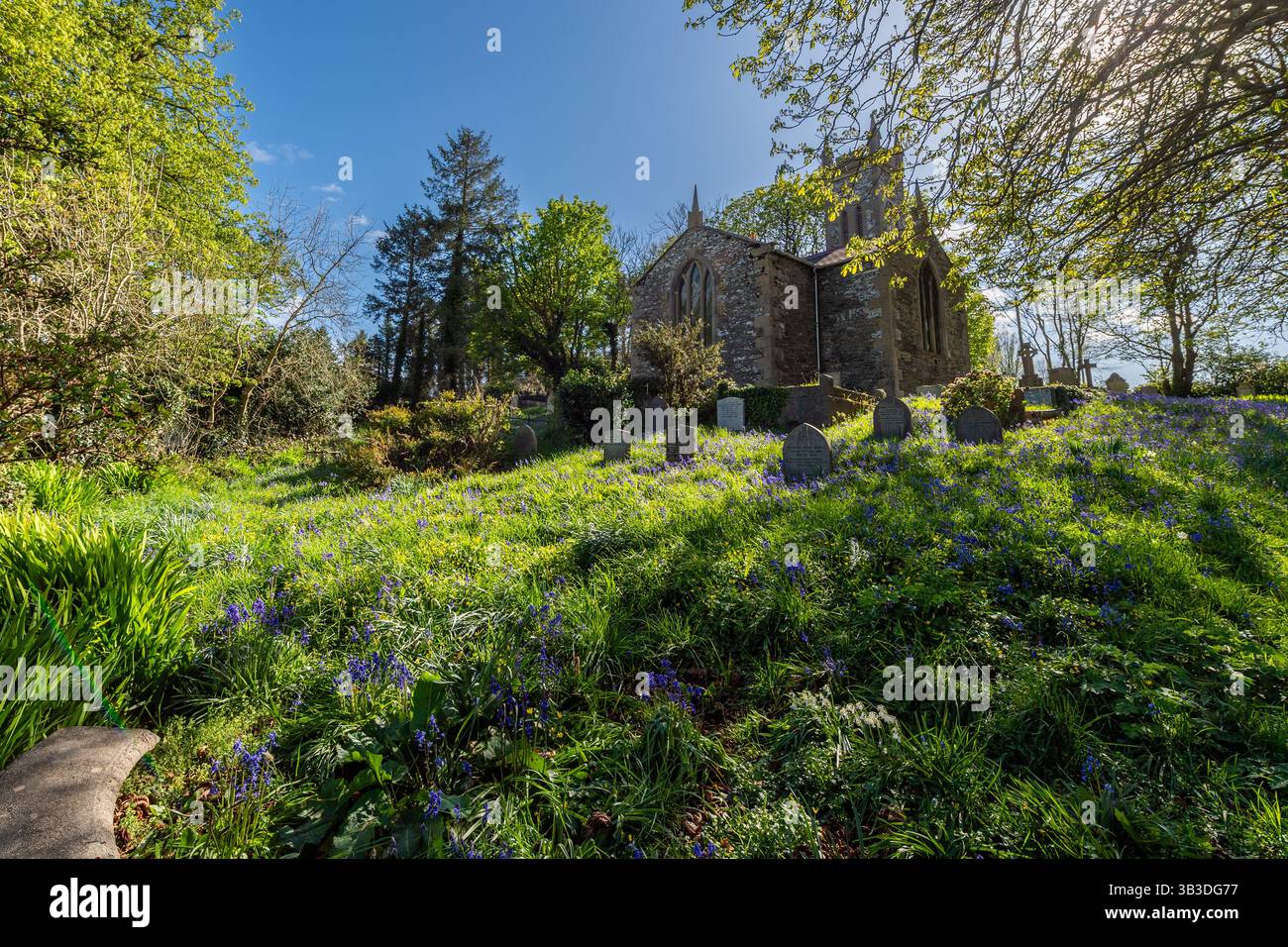 Météo irlandaise : le soleil brille sur un tapis de Bluebells à Myross Church, Union Hall, West Cork, Irlande. Banque D'Images