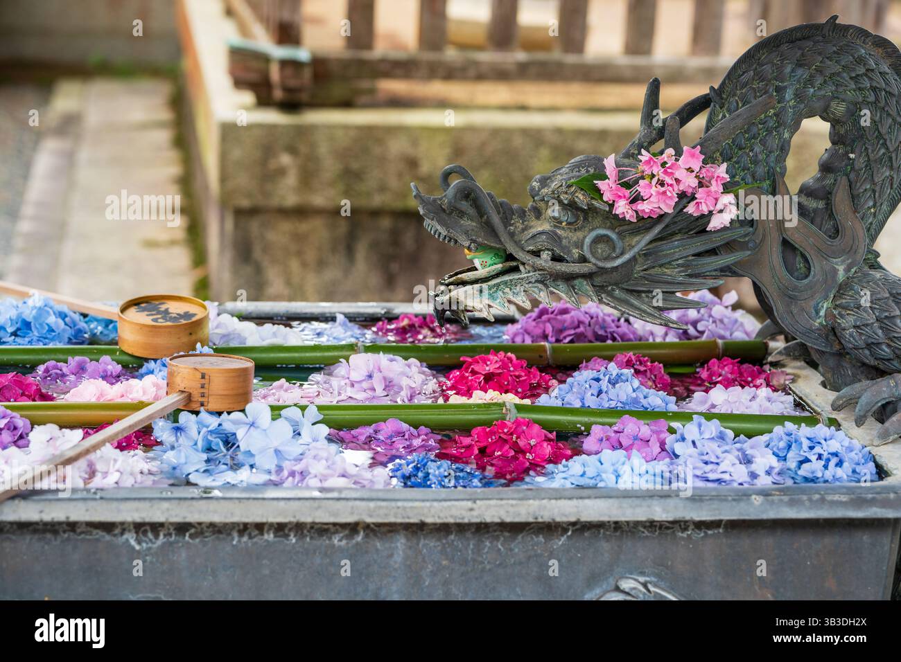 Kyoto, Japon - juin 26 2025 : hydrangées du bassin d'eau des mains du Dragon flottant dans la fontaine du temple Yanagidani Kannon Yokoku-ji. Banque D'Images