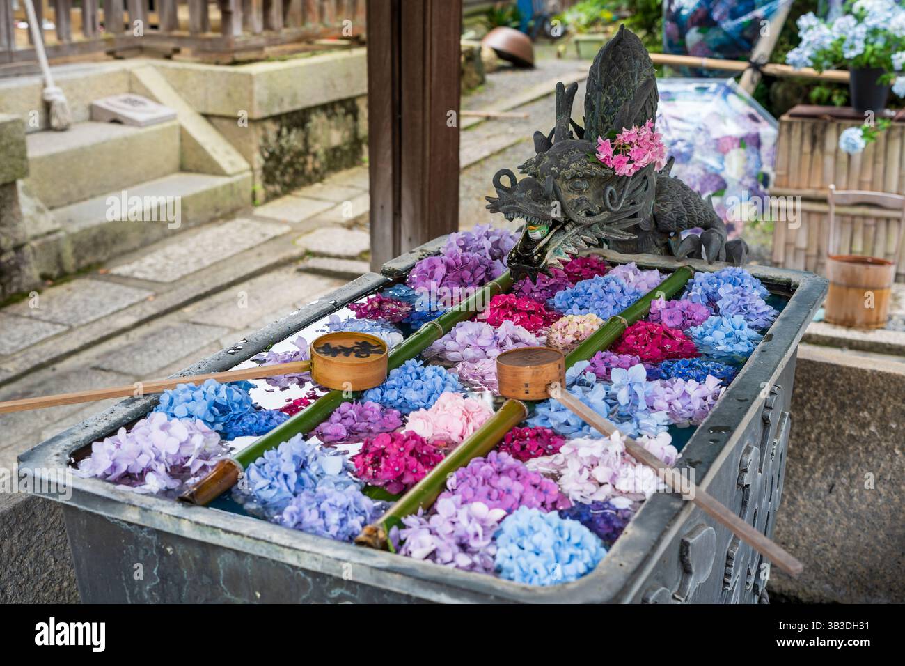 Kyoto, Japon - juin 26 2025 : hydrangées du bassin d'eau des mains du Dragon flottant dans la fontaine du temple Yanagidani Kannon Yokoku-ji. Banque D'Images