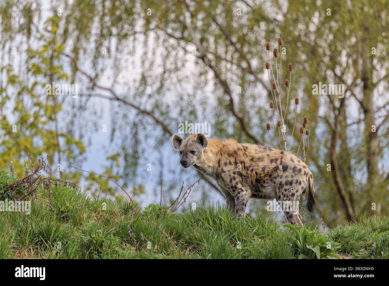 Un mâle adulte hyène tachetée (Crocuta crocuta) se dresse sur une petite colline à la lisière de la forêt. Les arbres et le ciel peuvent être vus en arrière-plan Banque D'Images