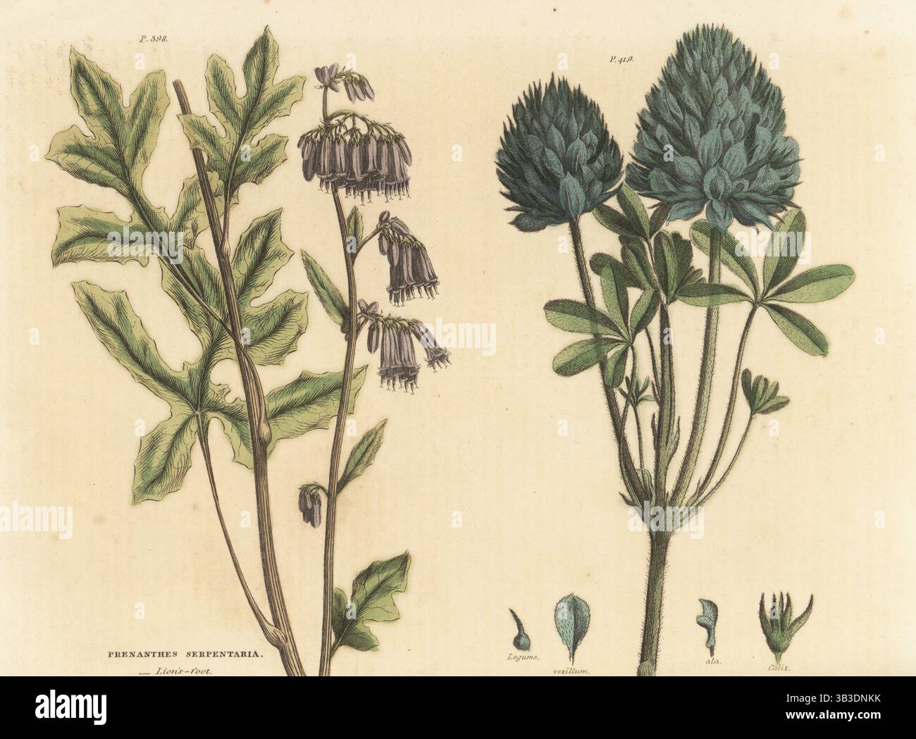 Racine de crotale à pied de lion, Nabalus serpentarius, et navet des prairies ou timpsila, Pediomelum esculentum. Gravure sur cuivre en couleur à la main par H. Frederick tirée du dictionnaire The Universal Herbal, ou Botanical, Medical and Agricultural Dictionary de Thomas Green, Caxton, Londres, 1824. Banque D'Images
