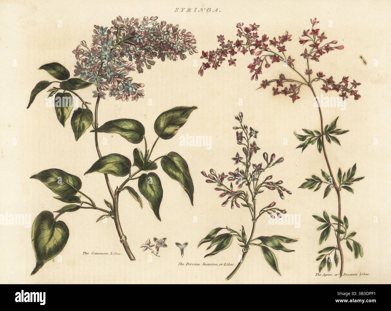 Lilas commun, Syringa vulgaris, jasmin persan, agem ou lilas persan, Syringa x persica (hybride de Syringa × laciniata et Syringa afghanica). Gravure sur cuivre en couleur à la main par D. W. Campbell, tirée du dictionnaire The Universal Herbal, ou Botanical, Medical and Agricultural Dictionary de Thomas Green, Caxton, Londres, 1824. Banque D'Images