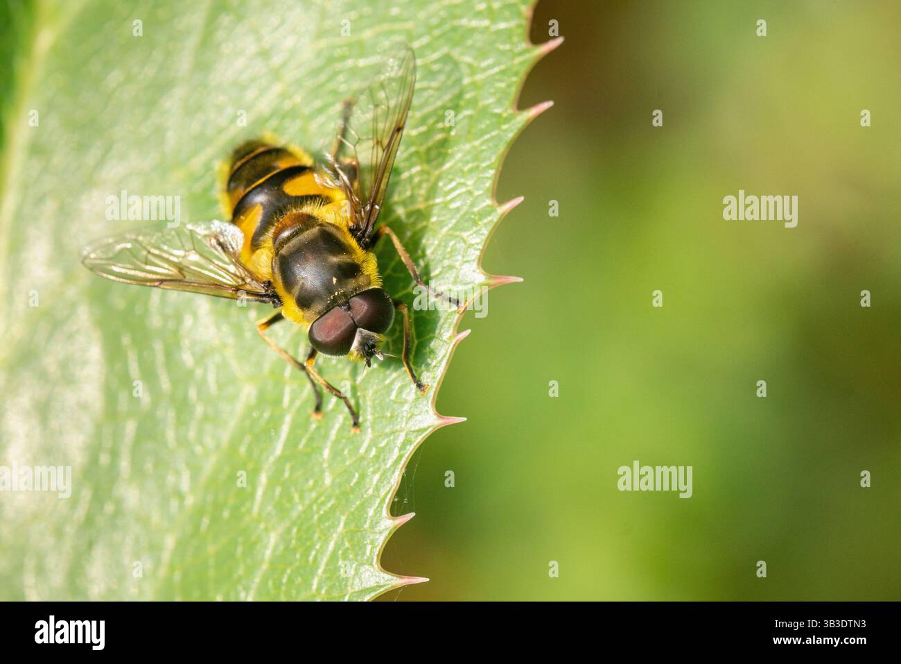 hoverfly rayé jaune et noir reposant sur le bord dentelé d'une feuille verte, imitant l'apparence d'une guêpe tout en mettant en valeur ses ailes Banque D'Images