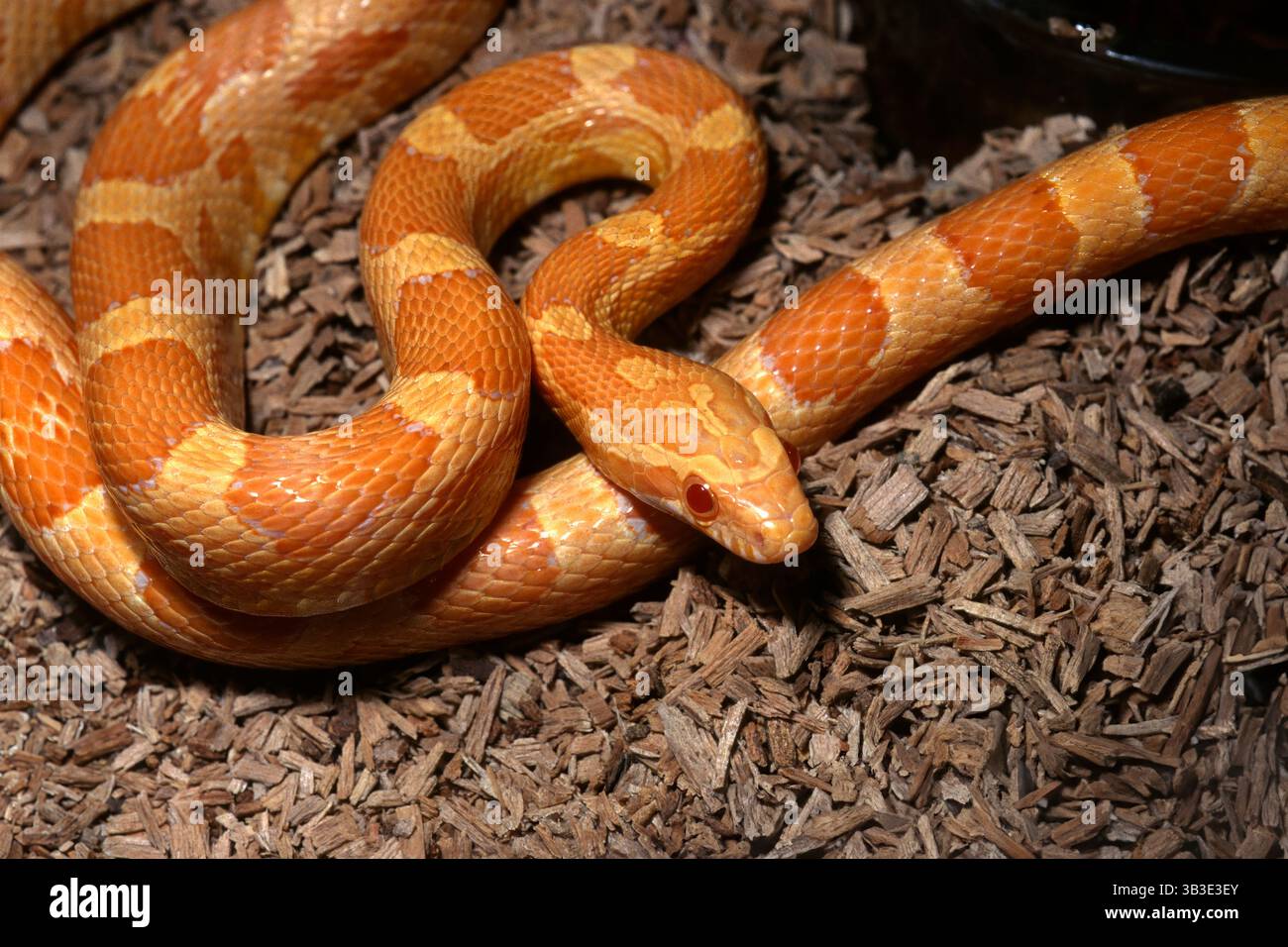 Serpent de maïs, Pantherophis guttatus creamsicle, Colubridae Banque D'Images
