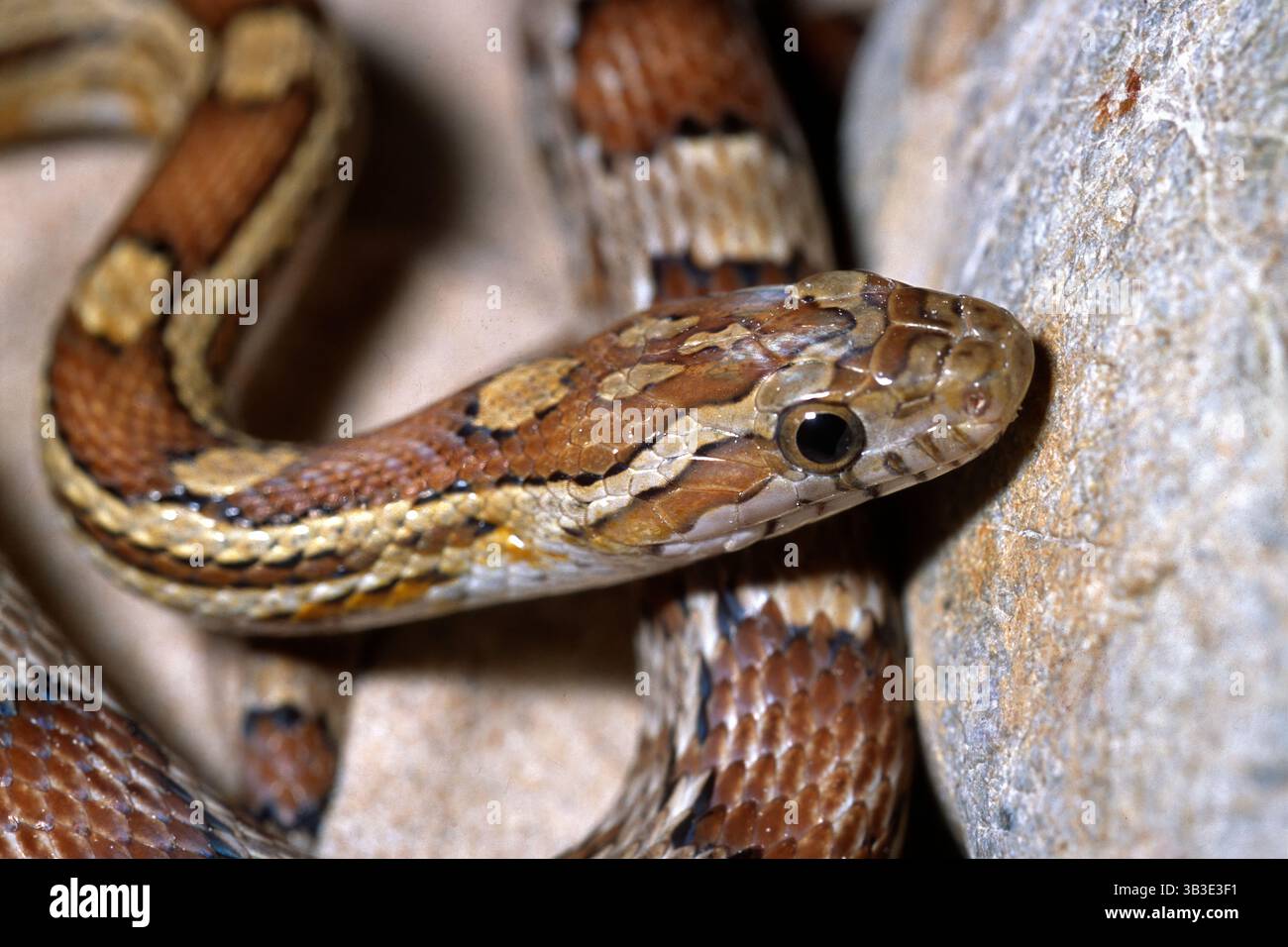 Serpent de maïs, Pantherophis guttatus caramel, Colubridae Banque D'Images