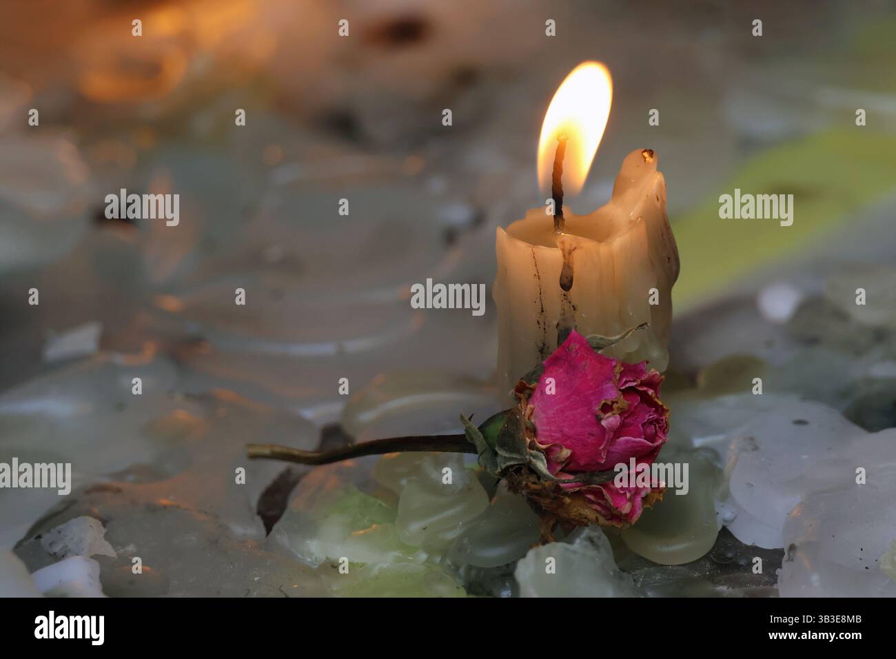 Une bougie allumée avec une rose sèche offerte en prière ou en souvenir. Banque D'Images