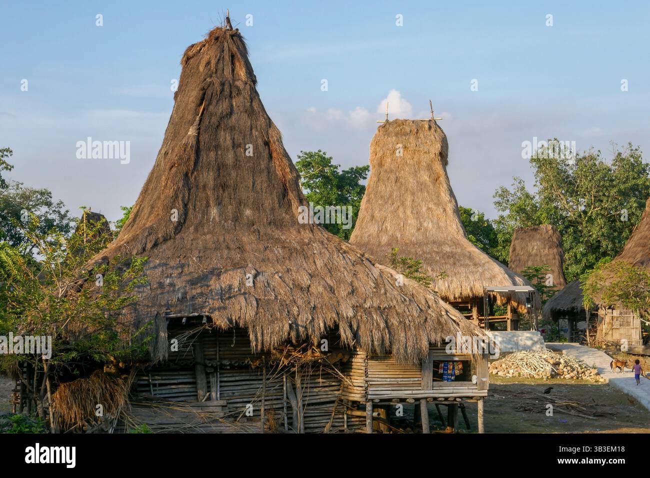 Vue en fin d'après-midi de belles maisons traditionnelles au toit de chaume dans le village de Warawaru, Lamboya, Sumba Ouest, Nusa Tenggara est, Indonésie Banque D'Images