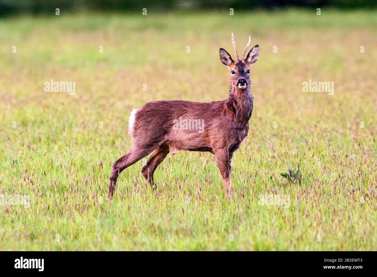 Chevreuil mâle ou Roebuck, Medstead, Hampshire, Angleterre, Royaume-Uni. Banque D'Images