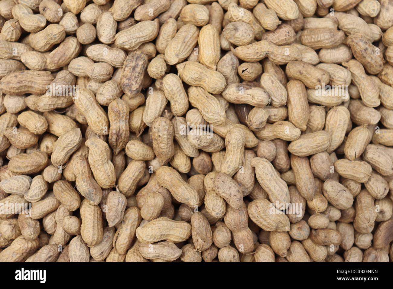 Tas d'arachides crues dans des coquilles de bronzage sont regroupées pour créer un remplissage de motif d'arachides entières. Gros plan détaillé montrant les textures de la coque. Banque D'Images