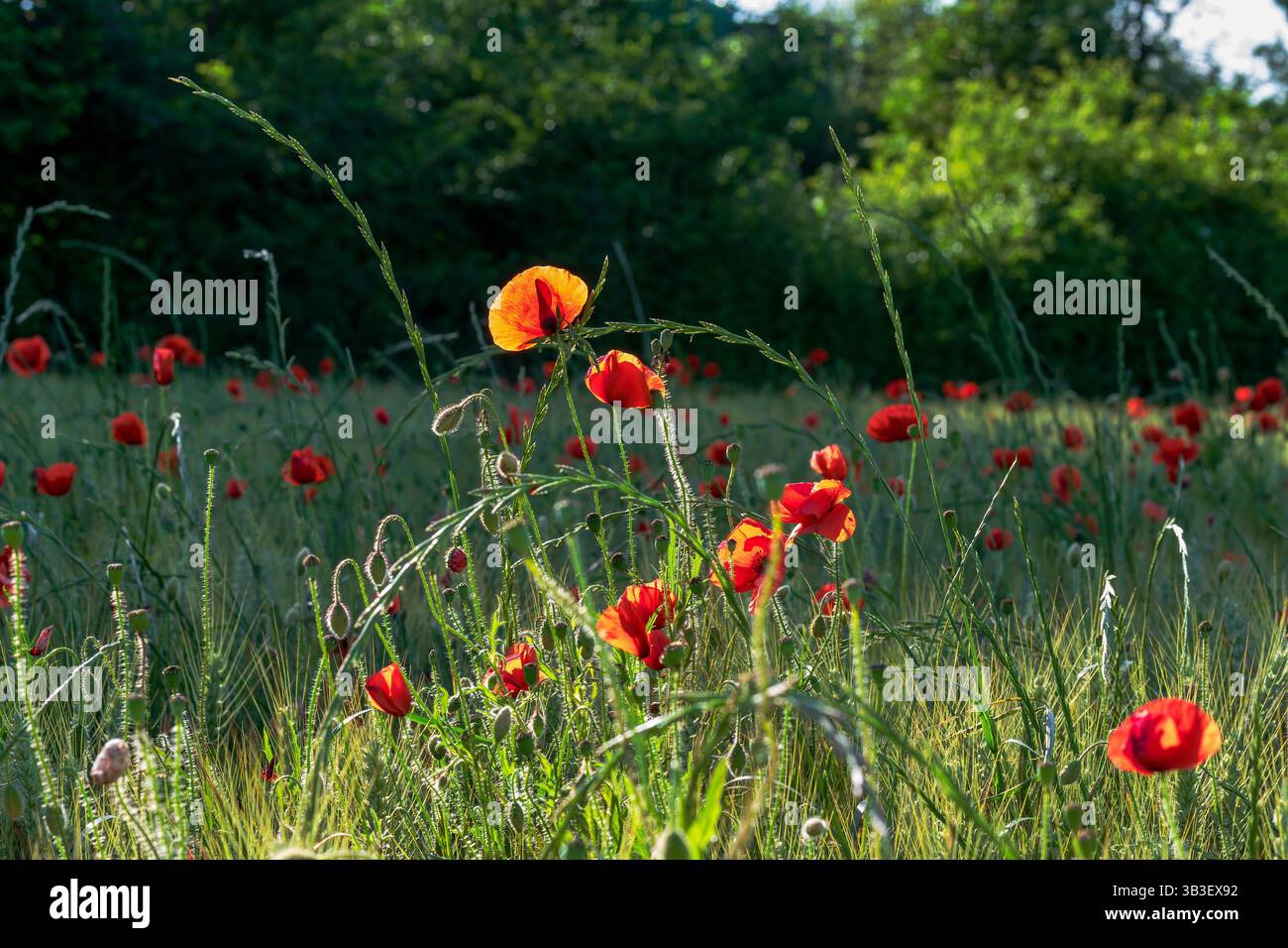 Champ de coquelicots en fleurs au soleil Banque D'Images