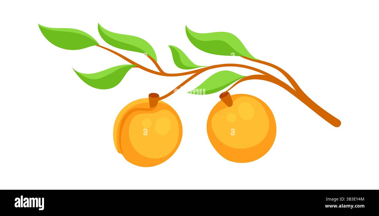Branche avec des abricots mûrs poussant sur l'arbre Illustration de Vecteur