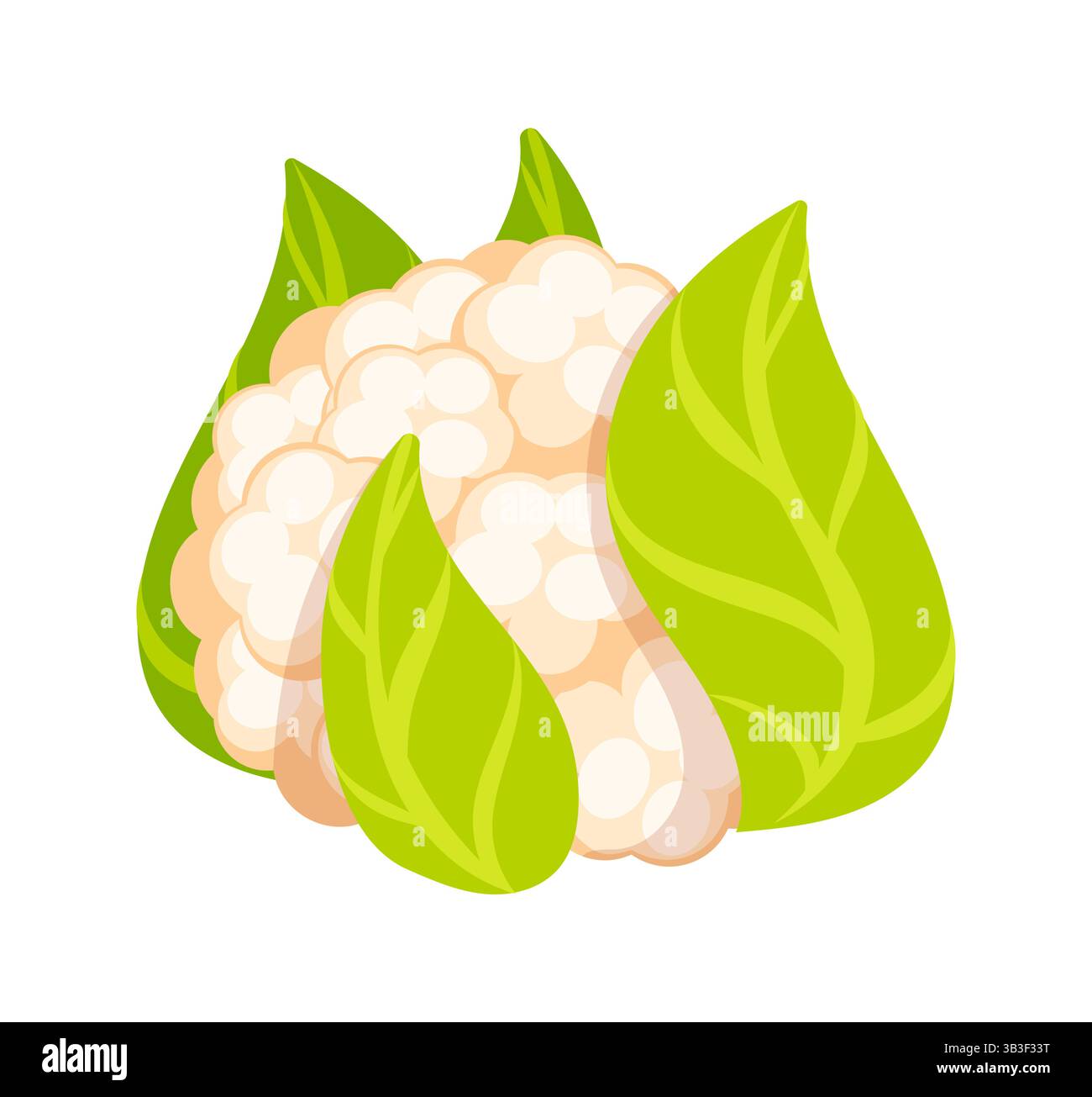 Chou-fleur frais entouré de feuilles vertes vives isolées sur fond blanc Illustration de Vecteur