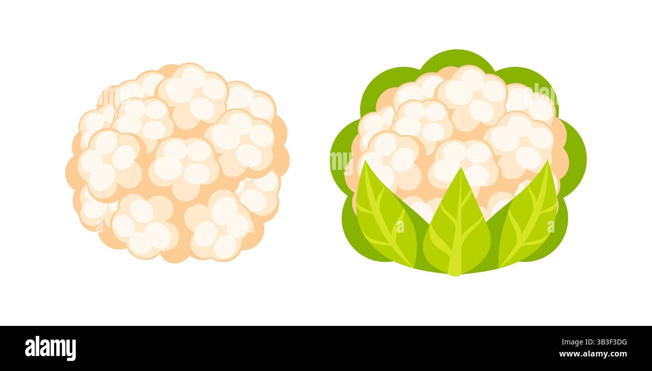 Têtes de chou-fleur fraîches avec et sans feuilles vertes reposant sur fond blanc Illustration de Vecteur