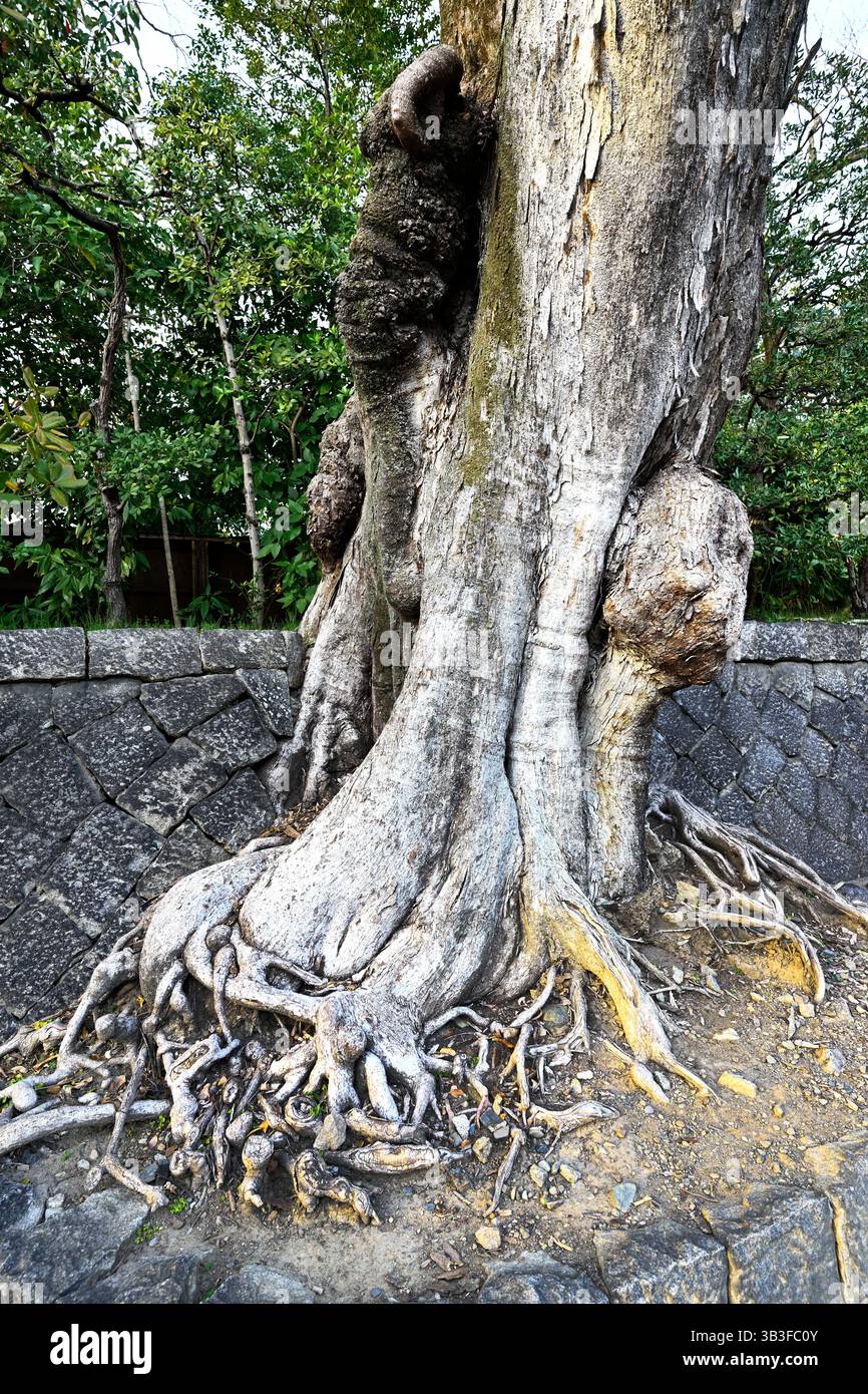 Racines des arbres Kyoto Gyoen jardin national Kyoto Japon Banque D'Images