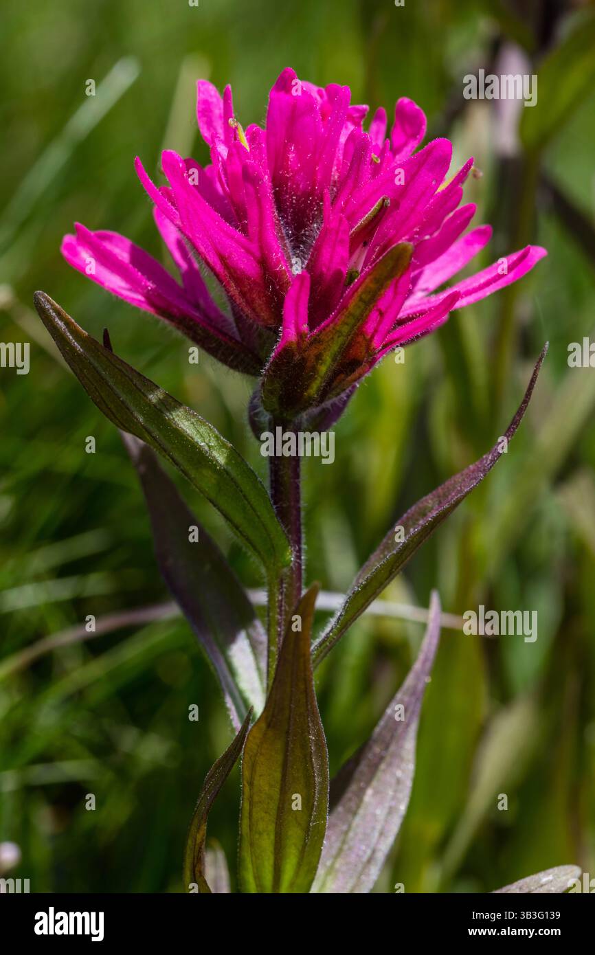 1 juillet 2017 - WY, États-Unis - Une fleur de pinceau rose fleurit au parc national de Yellowstone le 1er juillet 2017 dans le Wyoming. (Crédit image : © Jacob W. Frank/Planet Pix via ZUMA Wire) Banque D'Images