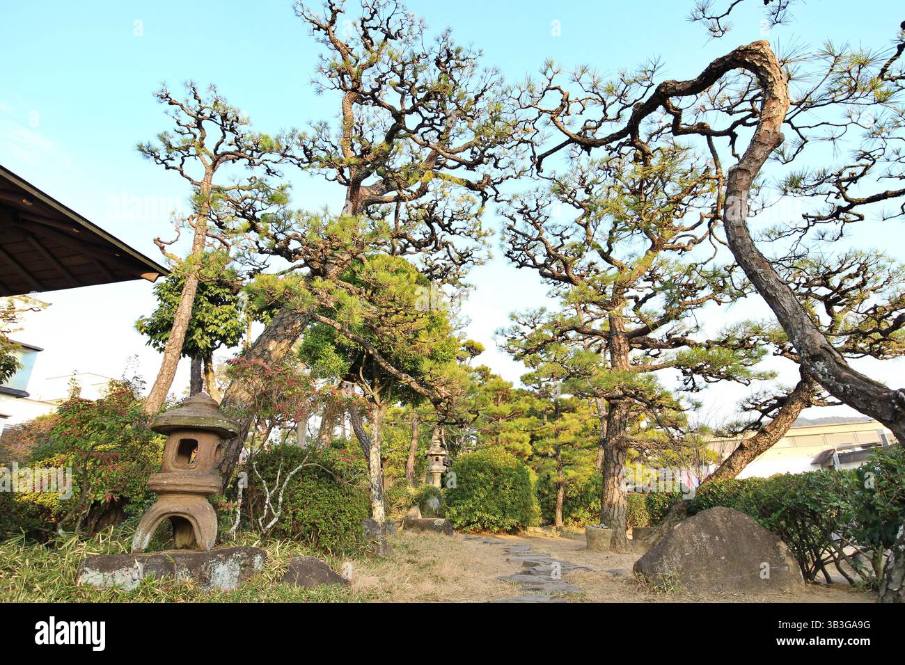 Pins noirs japonais à Shinkei-en (jardin japonais) dans le quartier historique de Kurashiki Bikan, Japon Banque D'Images