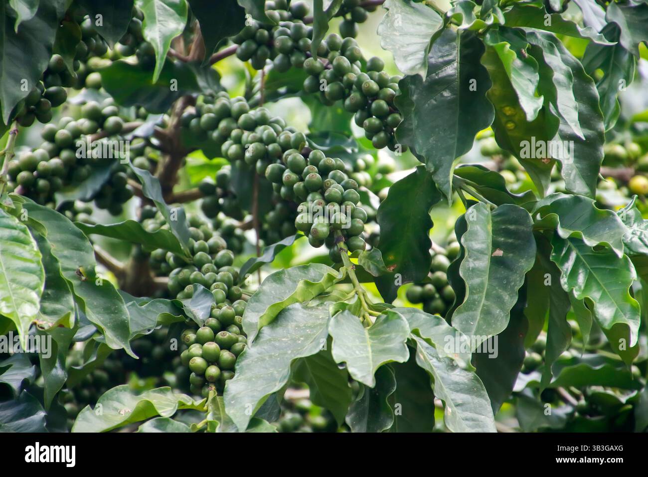 Images haute résolution de grains de café vert dans les plantations, parfaites pour les projets agricoles, le marketing et le contenu numérique Banque D'Images