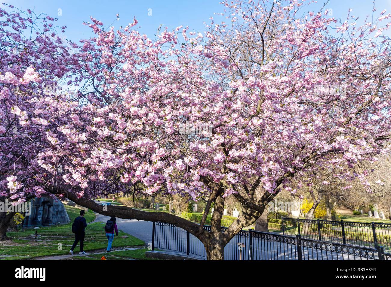 Les fleurs de cerisier rose m’ont surpris à Midtown Toronto à la fin d’avril ! 2025. Banque D'Images