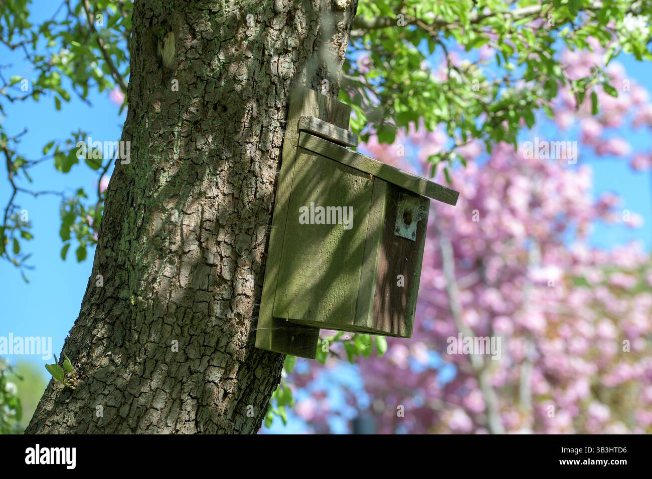Boîte à oiseaux en bois attachée à un tronc d'arbre dans un jardin de printemps, avec des feuilles vertes fraîches et de la fleur rose en arrière-plan, habitat de la faune, campagne Banque D'Images
