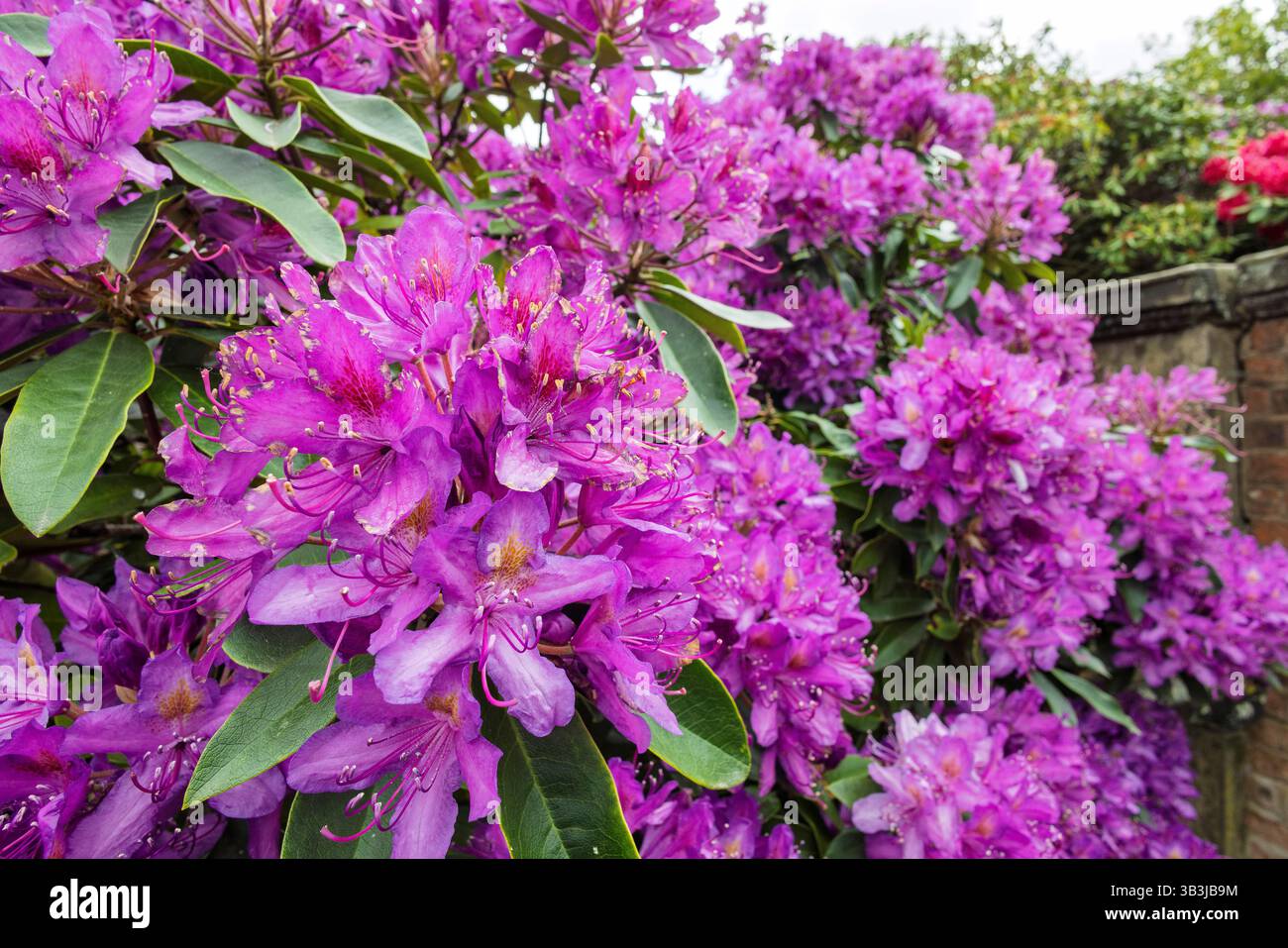 Grandes grappes de fleurs de rhododendron violettes en pleine floraison au printemps. Banque D'Images