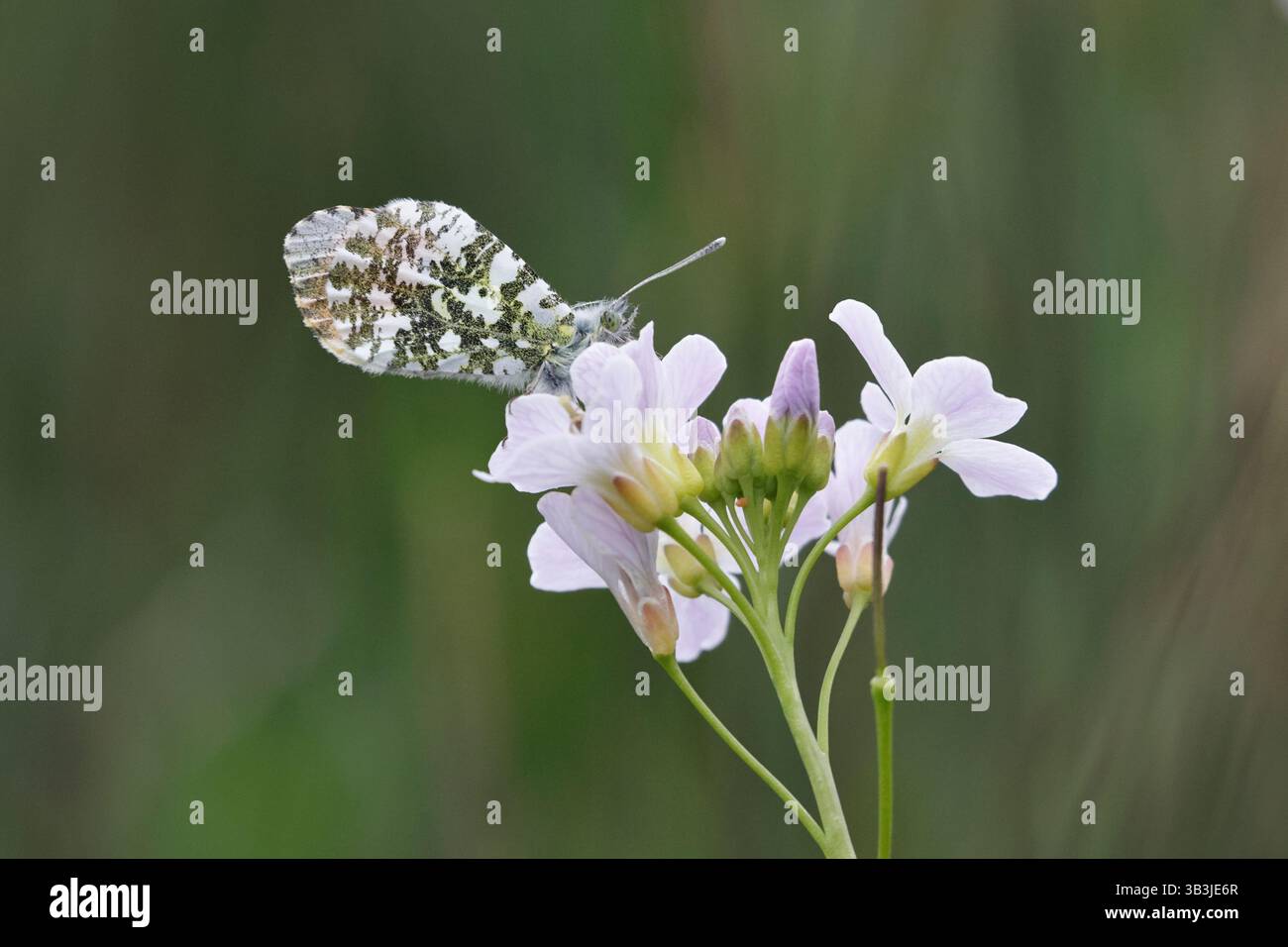 Papillon à pointe orange mâle perché sur une fleur de coucou Banque D'Images