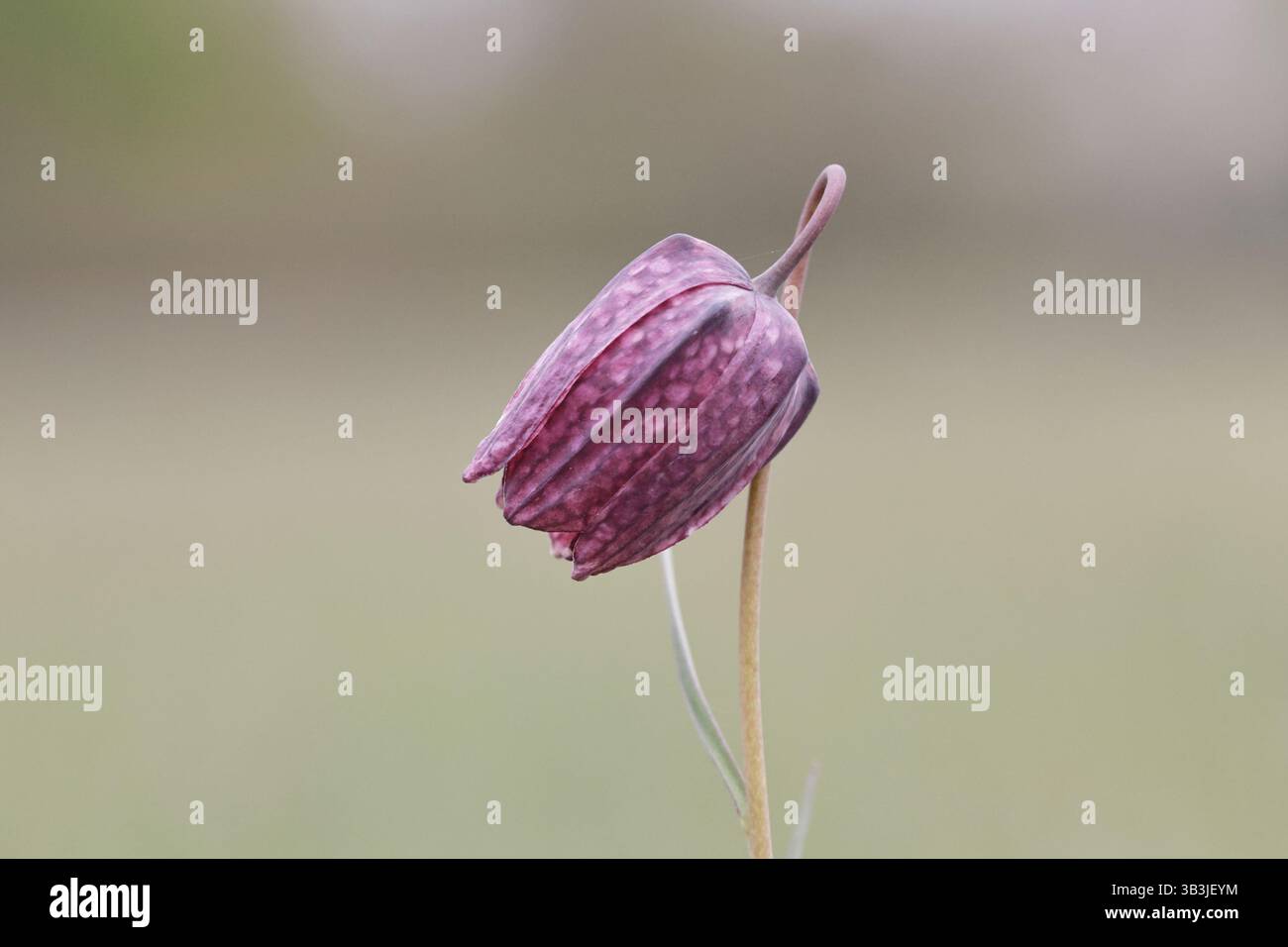 Fritillaire Snake's Head à Clattinger Farm Wiltshire UK Banque D'Images