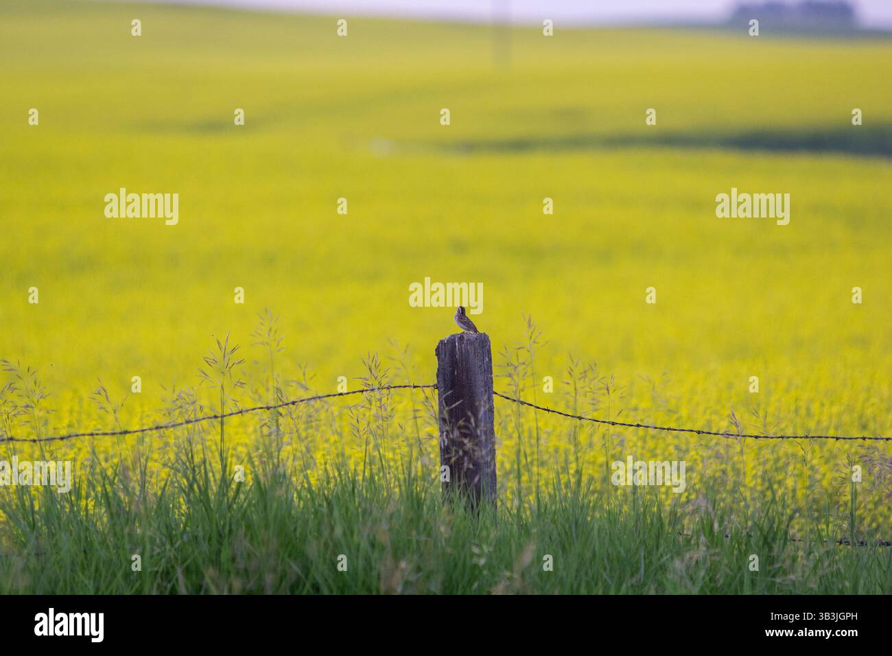 Un seul oiseau perché sur un poteau de ferme surplombant les champs de canola jaune vif Banque D'Images