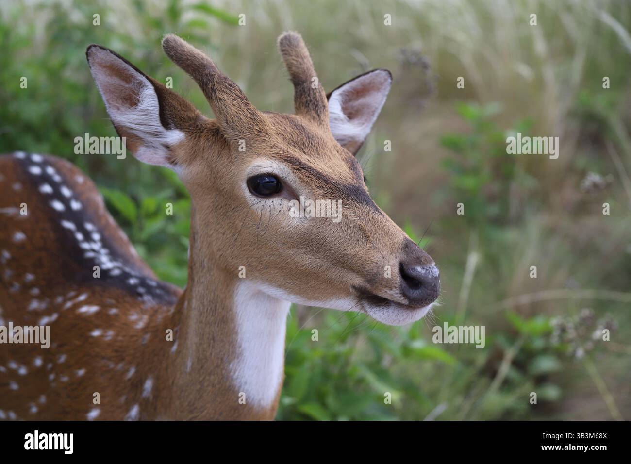 Argentine, Cordoue. Tatu -Carreta Park nature sauvage. Les cerfs sont capturés à courte distance. Banque D'Images