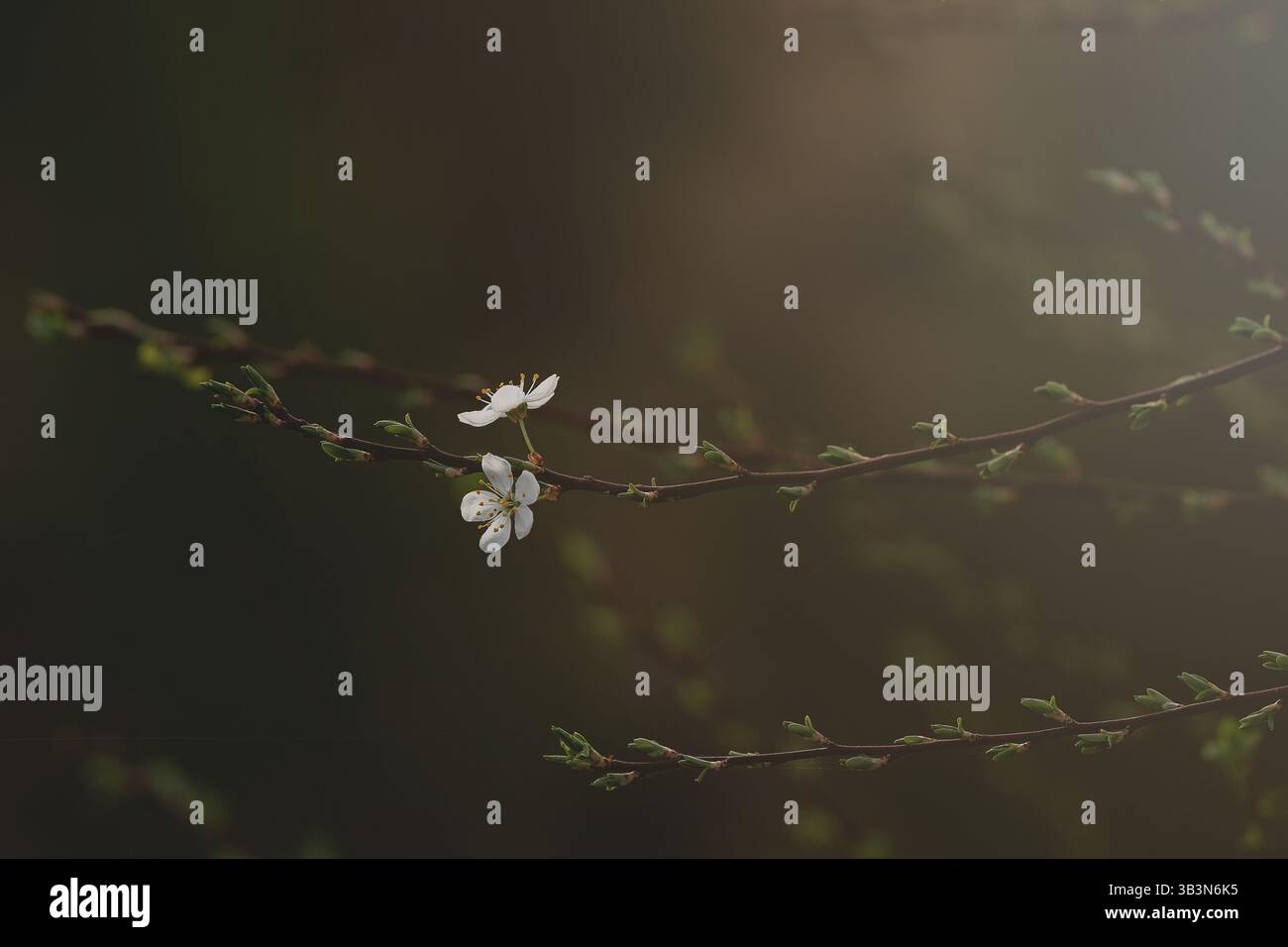 Gros plan d'une branche élancée ornée de délicates fleurs blanches et de bourgeons verts frais. Fond naturel, mélange rêveur de teintes sombres et colorées, Banque D'Images
