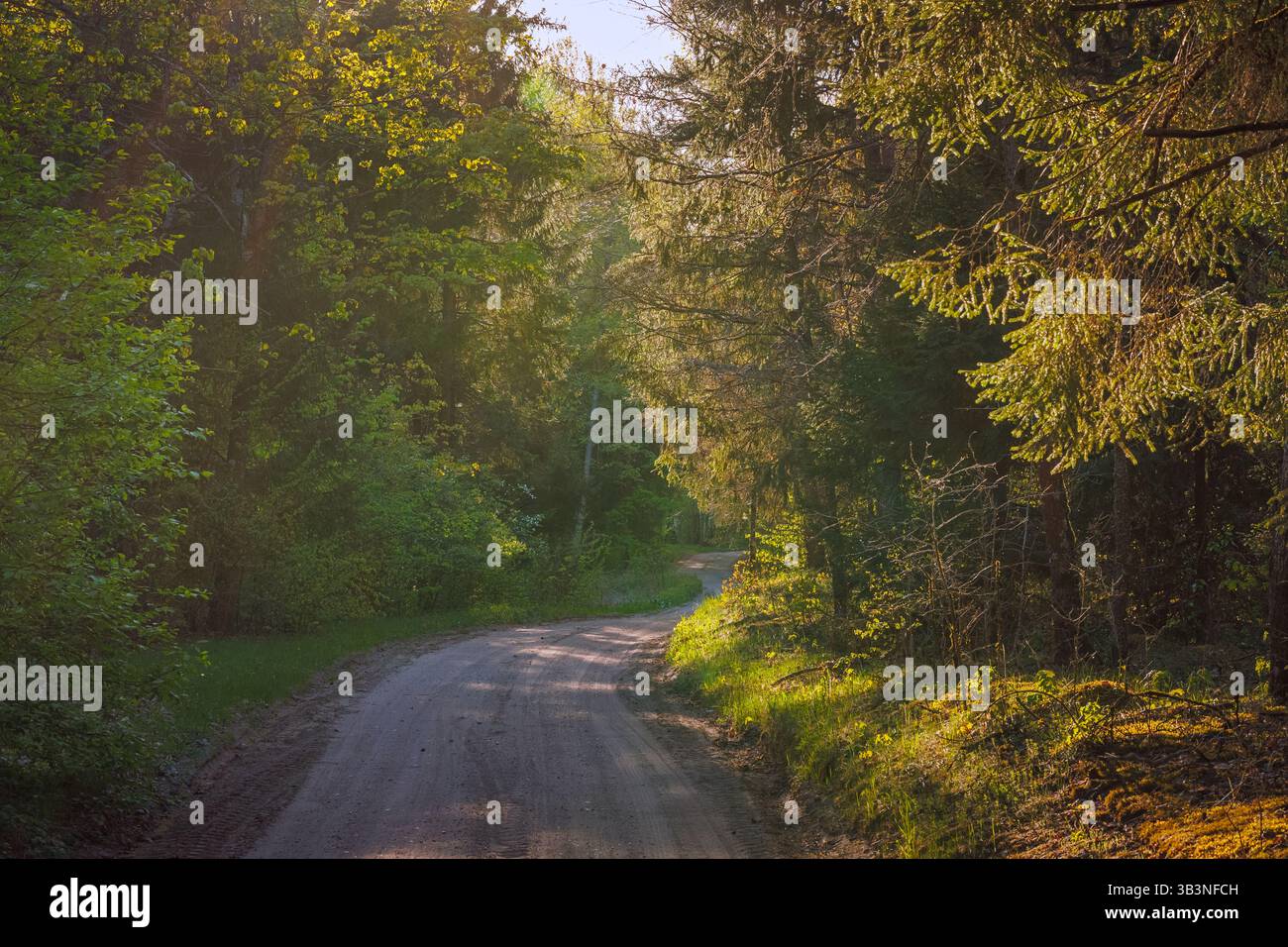 Un sentier forestier serein entouré d'une végétation luxuriante et vibrante, parfait pour l'aventure Banque D'Images