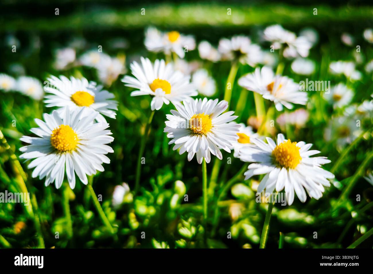 Bellis perennis la Marguerite, est une espèce européenne de la famille des Asteraceae, souvent considérée comme l'espèce archétypale du nom de Marguerite. Madrid, Espagne, E Banque D'Images