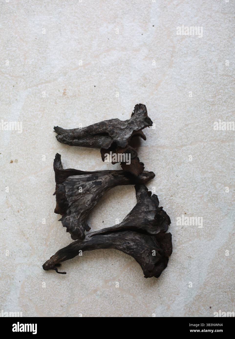 Trompette du champignon de la mort Banque D'Images