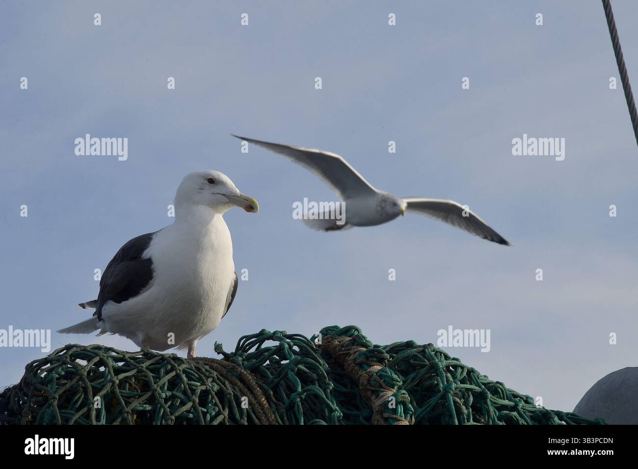 19 janvier 2018 - les mouettes et les sternes suivent le bateau et attendent que les poissons morts et les boyaux soient jetés par-dessus bord. Photo de Joseph Prezioso (crédit image : © Joseph Prezioso via ZUMA Wire) Banque D'Images 19 janvier 2018 - les mouettes et les sternes suivent le bateau et attendent que les poissons morts et les boyaux soient jetés par-dessus bord. Photo de Joseph Prezioso (crédit image : © Joseph Prezioso via ZUMA Wire) Banque D'Images