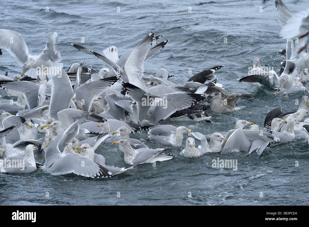 19 janvier 2018 - les mouettes et les sternes se régalent d'excès de poissons jetés par-dessus bord. Photo de Joseph Prezioso (crédit image : © Joseph Prezioso via ZUMA Wire) Banque D'Images 19 janvier 2018 - les mouettes et les sternes se régalent d'excès de poissons jetés par-dessus bord. Photo de Joseph Prezioso (crédit image : © Joseph Prezioso via ZUMA Wire) Banque D'Images