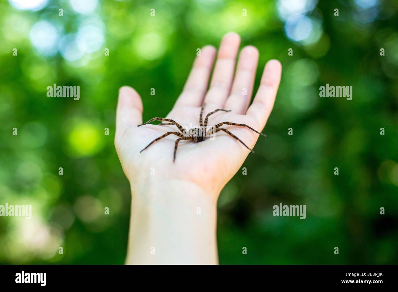 Une grande araignée de pêche (Dolomedes tenebrosus) dans la paume de la main d'une personne Banque D'Images