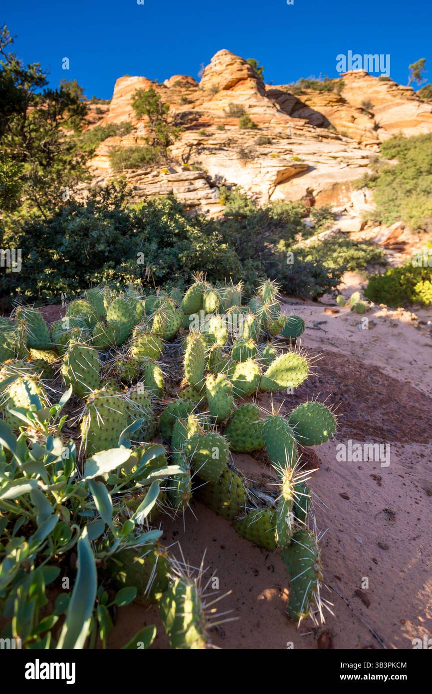Cactus Prickly Pear et formations de grès près du Pine Creek Canyon Overlook dans le parc national de Zion, Utah Banque D'Images