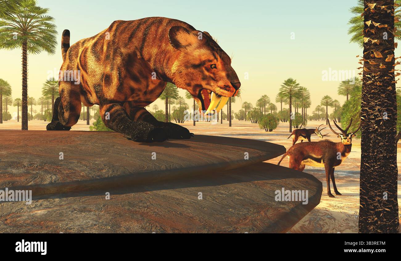 Le chat Smilodon a vécu en Amérique du Nord de l'Éocène au Pléistocène et s'est attaqué à de nombreux grands animaux comme l'antilope Kyptoceras. Banque D'Images Le chat Smilodon a vécu en Amérique du Nord de l'Éocène au Pléistocène et s'est attaqué à de nombreux grands animaux comme l'antilope Kyptoceras. Banque D'Images