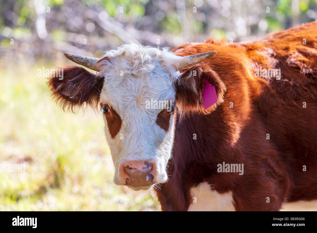 Photographie d'une vache brune au visage blanc dans un enclos agricole vert parmi les arbres au soleil dans les Blue Mountains en Nouvelle-Galles du Sud, Australie. Banque D'Images