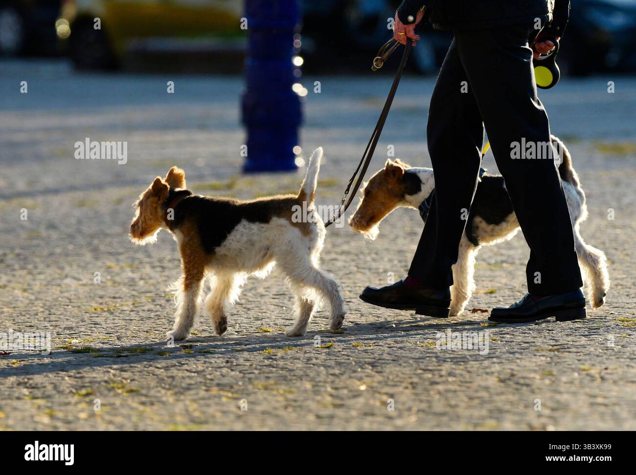 Berlin, Allemagne. 17 mars 2025. 17.03.2025, Berlin. Un homme promène deux chiens. Le nombre d’animaux de compagnie en Allemagne a augmenté depuis la pandémie de coronavirus. Les propriétaires de chiens ne possèdent plus souvent un animal, mais deux, trois, quatre chiens ou plus. Crédit : Wolfram Steinberg/dpa crédit : Wolfram Steinberg/dpa/Alamy Live News Banque D'Images