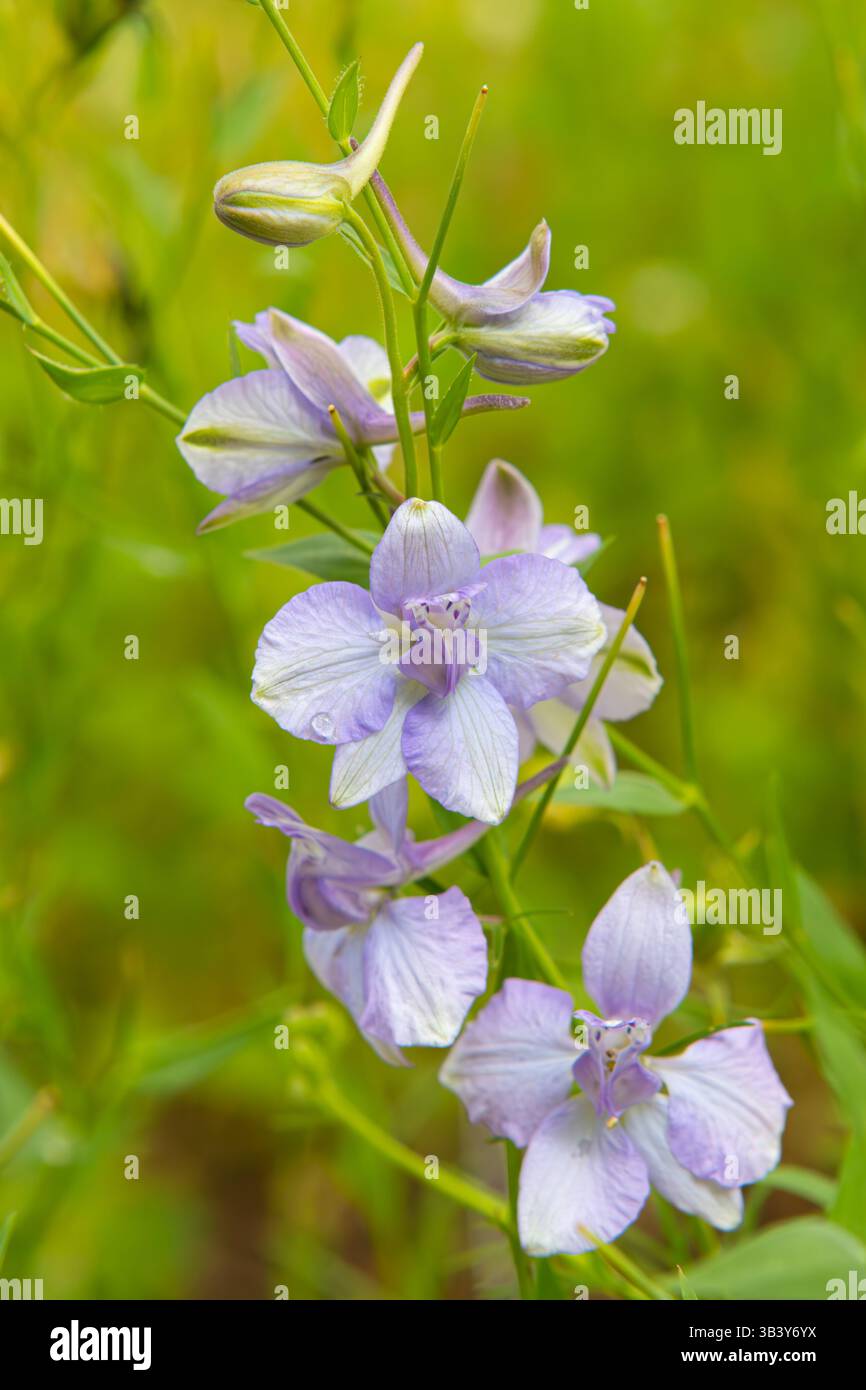 Douteux chevaliers-éperon Delphinium ajacis ou fusée larkspur Banque D'Images