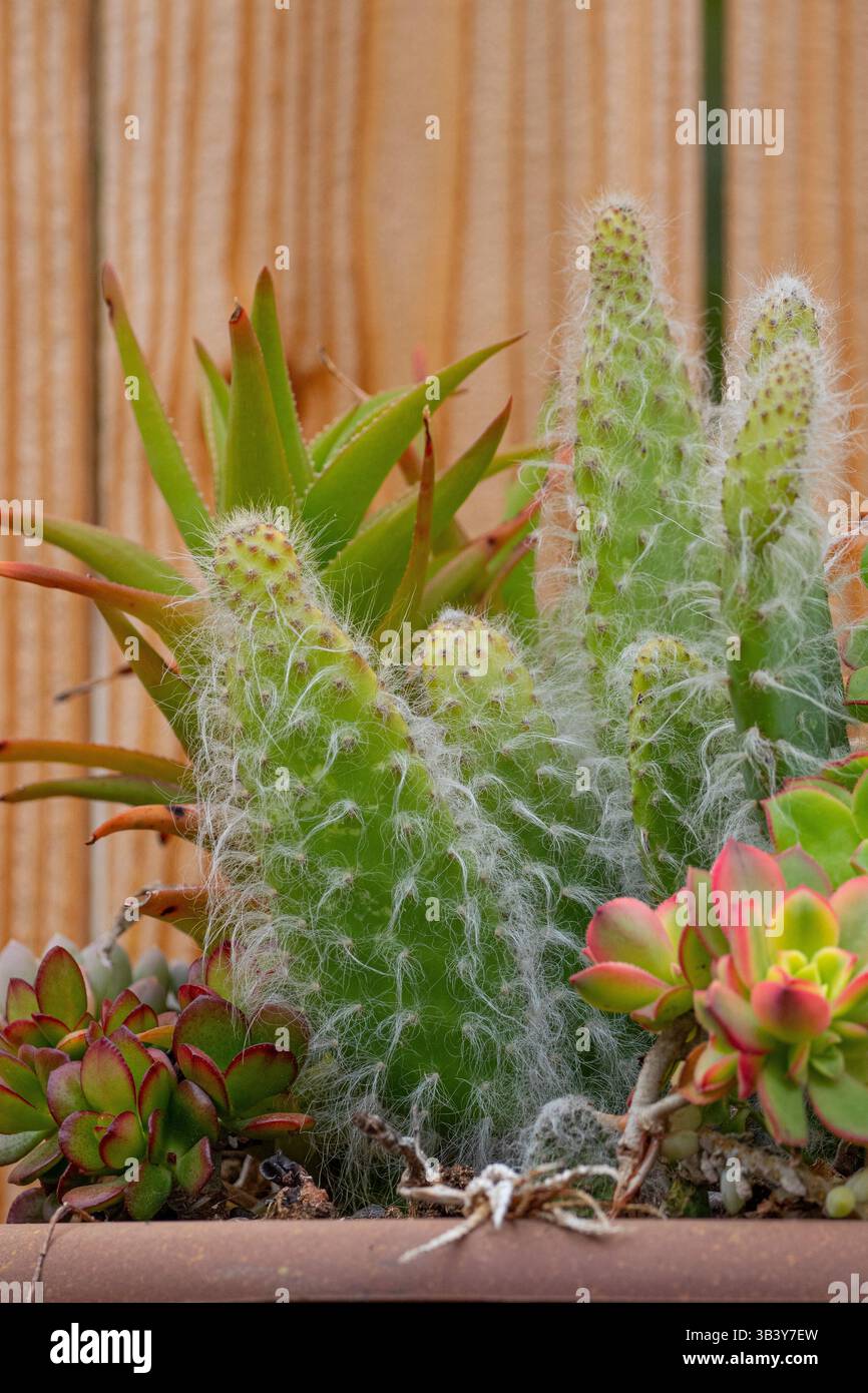 Opuntia Snow cactus fuzzy dans un planteur avec diverses succulentes dans le jardin de Californie du Sud Banque D'Images