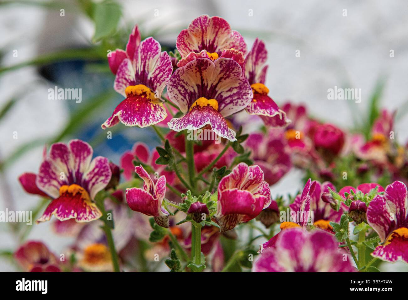 Nemesia 'Nesia Tutti Frutti' fleurs poussant dans un pot en Californie du Sud. Banque D'Images