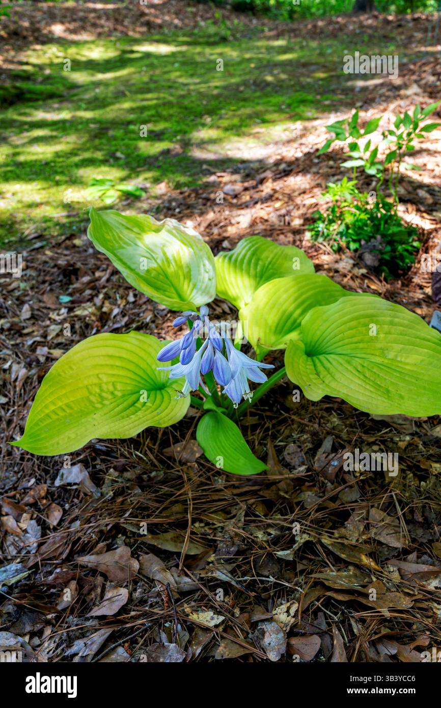 Shadowland Coast to Coast Hosta parfois appelé plante de lis plantain avec des fleurs bleues fleurissant dans un jardin à Pike Road Alabama, États-Unis. Banque D'Images
