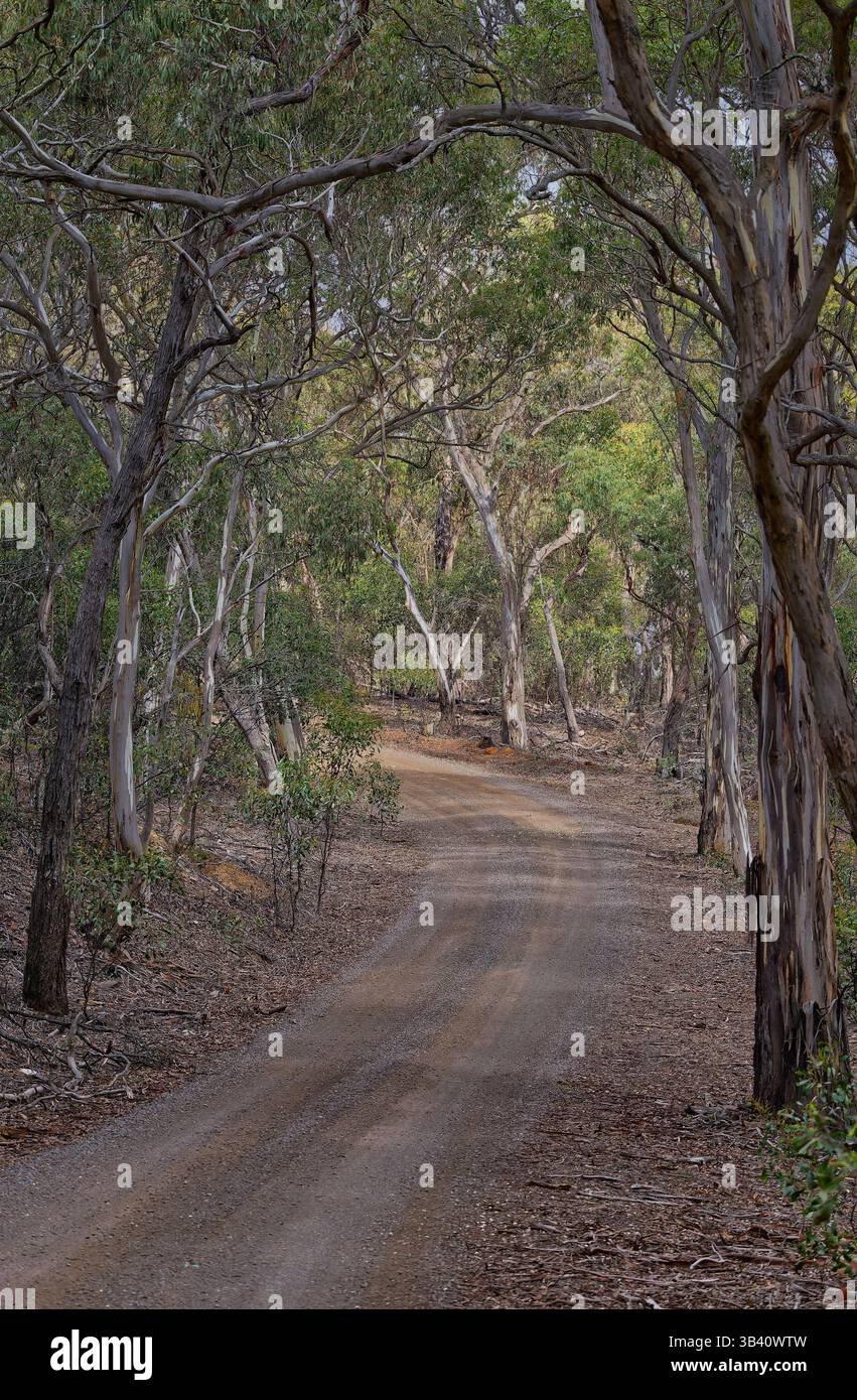 Route de gravier à travers les arbres secs de la forêt d'eucalyptus dans la lumière du matin Steiglitz Historic Park, Victoria, Australie Banque D'Images