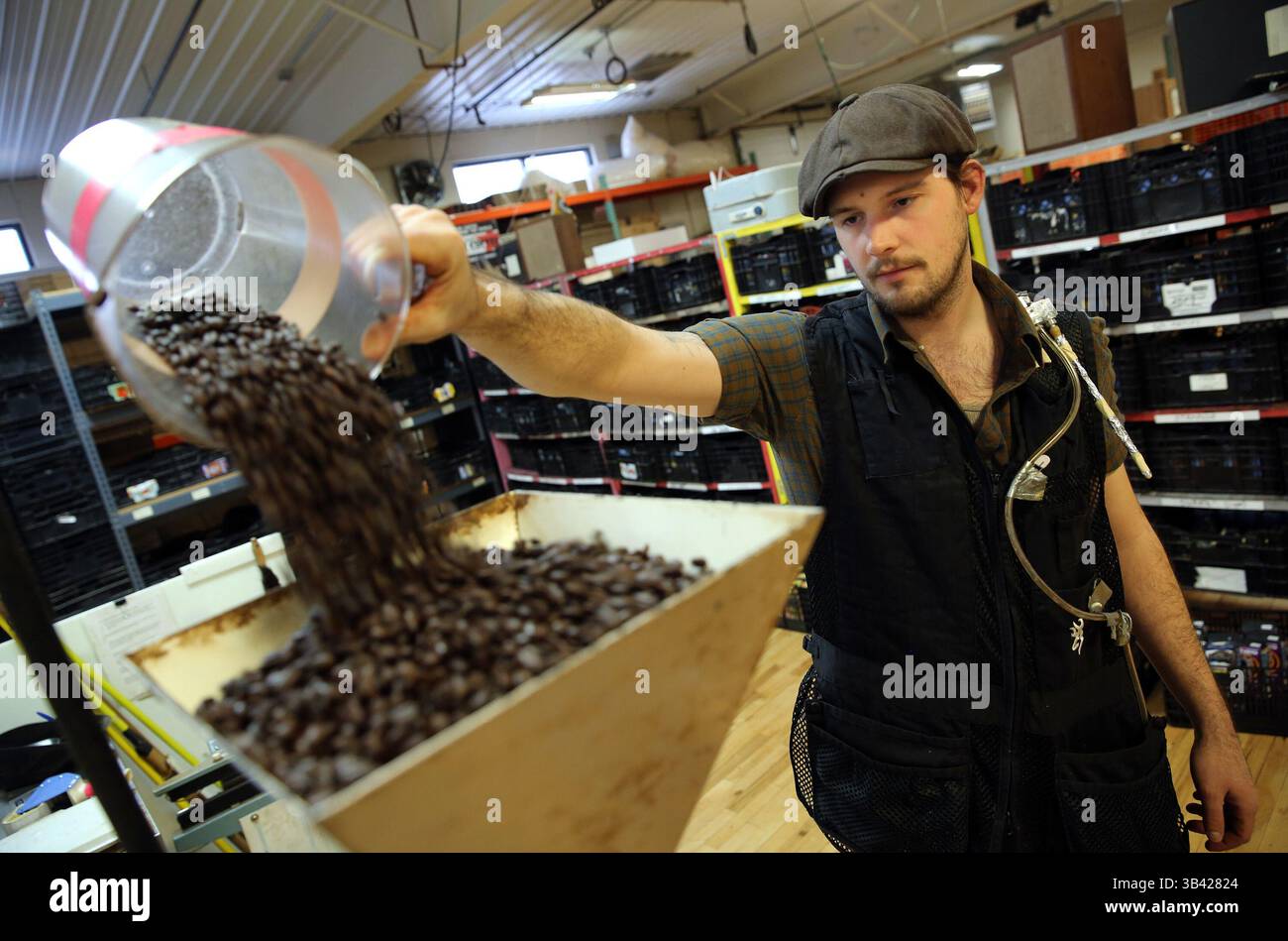 12 mars 2015 - Milwaukee, WI, États-Unis - Benjamin lisser de la coopérative Just Coffee se prépare à moudre le café. Le tube de verre de sa veste teste l'air dans sa zone respiratoire pour détecter le diacétyle et la 2,3-pentanedione, deux produits chimiques connus pour détruire la capacité pulmonaire. (Crédit image : © Mike de Sisti/TNS/ZUMA Wire) Banque D'Images