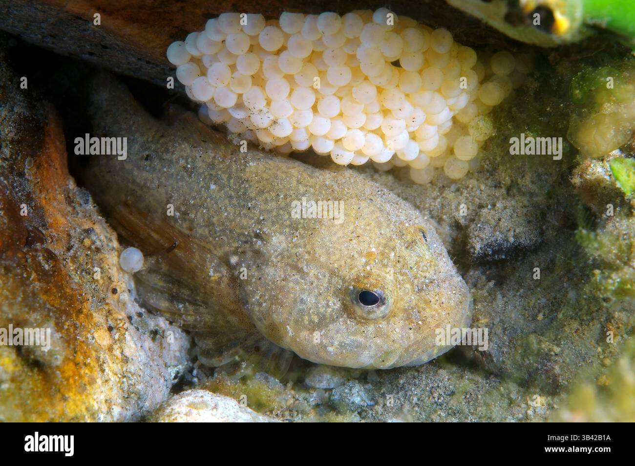 15 octobre 2014 - Lac Baikal, Sibérie, Russie - caviar avec une friture, le lac Baïkal, en Sibérie, la Fédération de Russie, de l'Eurasie. (Crédit Image : © Andrey Nekrasov/ZUMA/ZUMAPRESS.com) fil Banque D'Images