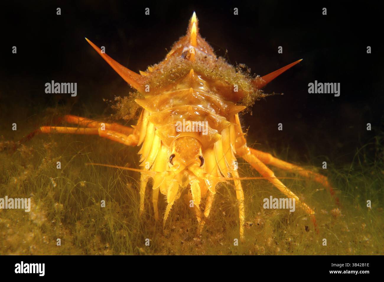 15 octobre 2014 - Lac Baikal, Sibérie, Russie - Gammarus (Eulimnogammarus verrucosus), le lac Baïkal, en Sibérie, la Fédération de Russie, de l'Eurasie. (Crédit Image : © Andrey Nekrasov/ZUMA/ZUMAPRESS.com) fil Banque D'Images